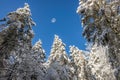 Snow covered pine trees, Gibbous moon, Kentucky