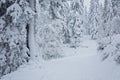 Snow covered pine trees on a hill completely covered with snow, road in winter forest Royalty Free Stock Photo