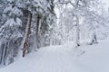 Snow covered pine trees on a hill completely covered with snow, road in winter forest Royalty Free Stock Photo