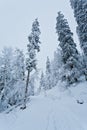 Snow covered pine trees on a hill completely covered with snow, road in winter forest Royalty Free Stock Photo