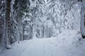 Snow covered pine trees on a hill completely covered with snow, road in winter forest Royalty Free Stock Photo