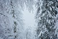 Snow covered pine trees on a hill completely covered with snow, road in winter forest Royalty Free Stock Photo
