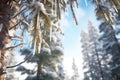 snow-covered pine trees with icicles hanging Royalty Free Stock Photo