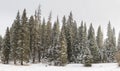 Snow-covered pine trees in the Jemez Mountains, New Mexico