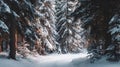 Snow covered pine trees lining a serene forest path during sunset, creating a tranquil and cold winter landscape Royalty Free Stock Photo