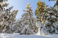 Snow covered pine trees in mountain forest in sunny day. Colorful outdoor scene, Happy New Year and Merry Christmas celebration c Royalty Free Stock Photo