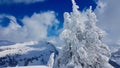 Snow covered pine trees with snow caped mountain peaks in the background. Austrian Alps, Laterns, Vorarlberg. Royalty Free Stock Photo