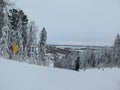 Snow covered pine trees