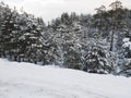 Snow covered pine trees on a snowy slope in winter Royalty Free Stock Photo