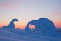 Snow-covered pine trees at sunset