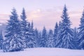 Snow covered pine trees in the winter mountains during a dusk