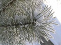 A snow-covered pine twig in frosty weather against a blue sky background. Close-up. Royalty Free Stock Photo