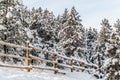 Snow-covered Pines Royalty Free Stock Photo