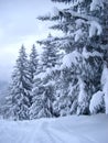 Snow Covered Pines Royalty Free Stock Photo
