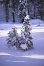 Snow covered pines