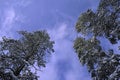Snow covered pines against sky Royalty Free Stock Photo