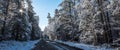 Snow covered pines - beautiful forests along rural roads.