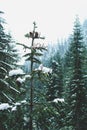 Snow covered pines, Snow Lake, Washington
