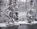 Snow covered pineSnow covered pine trees in Yellowstone National Park in Feb 2018trees in Yellowstone Natiional Park in Feb 2018