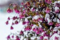 Snow-covered pink chrysanthemums at the beginning of winterSnow-covered pink chrysanthemums at the beginning of winter. Royalty Free Stock Photo