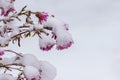 Snow-covered pink chrysanthemums at the beginning of winterSnow-covered pink chrysanthemums at the beginning of winter Royalty Free Stock Photo