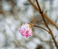 Snow covered pink fragrant viburnum blossom