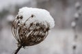 Snow covered plant in the meadow. Branch under snow. Frozen nature. Nature in details in winter. Winter weather concept. Royalty Free Stock Photo