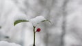Close-up of snow-covered green plant with a red fruit on blurred background Royalty Free Stock Photo