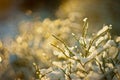 Snow-covered plants shine on the sun Royalty Free Stock Photo