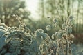 Snow covered plants in the winter