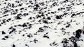 Snow-covered plowed field, agricultural land in winter Royalty Free Stock Photo
