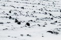 Snow-covered plowed field, agricultural land in winter Royalty Free Stock Photo