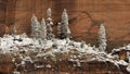 Snow covered ponderosa pine trees against sandstone cliff Royalty Free Stock Photo