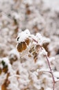 Snow covered raspberry bush leaf Royalty Free Stock Photo