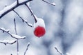 Snow-covered red apple and tree branches in the garden after snowfall Royalty Free Stock Photo