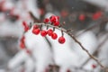 Snow covered red berries on branches Royalty Free Stock Photo