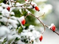 Snow-covered red  berries dog-rose in the garden on a blurred background Royalty Free Stock Photo