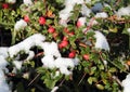 Snow covered red berries on green branch in winter Royalty Free Stock Photo