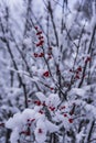 Snow covered red berries in Northern Wisconsin. Royalty Free Stock Photo