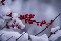 Snow covered red berries in Northern Wisconsin. Royalty Free Stock Photo