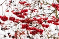 Snow-covered red berries of viburnum on a light background Royalty Free Stock Photo