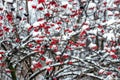 Snow-covered red berries of viburnum in winter Royalty Free Stock Photo