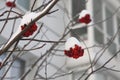 Snow covered red bunches of mountain ash on bare branches against the background of a liquid building