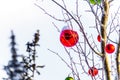 Snow covered Red Christmas Decorations hanging on tree branches of a tree Royalty Free Stock Photo