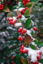 Snow-covered red cotoneaster berries hang on a branch. Winter Scene Detail of Snow. Close-up, selective focus Royalty Free Stock Photo