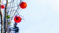 Snow covered Red and Green Christmas Decorations hanging on tree branches of a tree Royalty Free Stock Photo