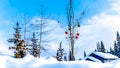 Snow covered Red and Green Christmas Decorations hanging on tree branches of a tree Royalty Free Stock Photo