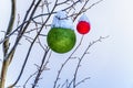 Snow covered Red and Green Christmas Decorations hanging on tree branches of a tree Royalty Free Stock Photo