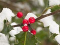 Snow covered red holly berries and green foliage. Royalty Free Stock Photo