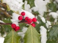 Snow covered red holly berries and green foliage. Royalty Free Stock Photo